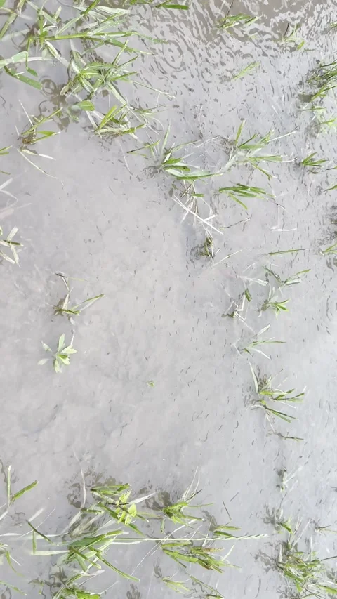 Shallow Rainwater Flowing Through Grass and Mud Stock Footage 345685070