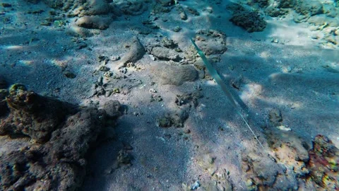 Shallow Red Sea seabed off Egypt with cornetfish gliding over sand Stock Footage 332133109