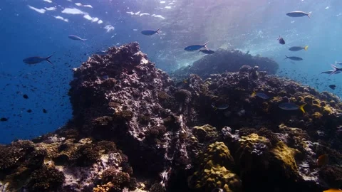 Shallow Reef || Corals &amp; Fish Video stock 149964928