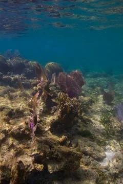 Shallow reef Stock-Fotos