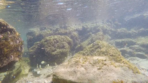 Shallow reef with small fish swimming around just below the surface Stock Footage 87793178