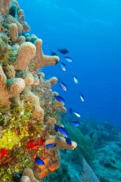 Shallow reefs Stock Photos