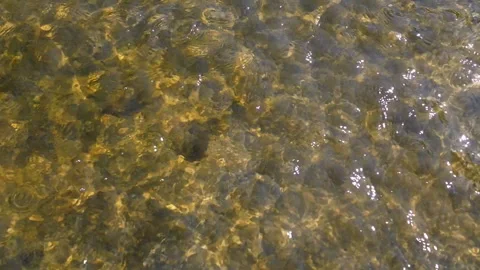 Shallow River, Algae, Summer Day Stock Footage 293277830