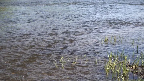 Shallow river flow at spring sunny day, 4K 2160p video clip Stock-Footage 86010761