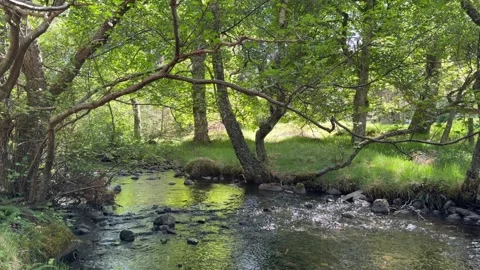 A shallow river flowing through Scottish woodland on a sunny day Stock Footage 319676226