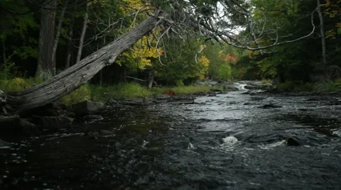Shallow river flowing under cedar tree Stock Footage 43766803