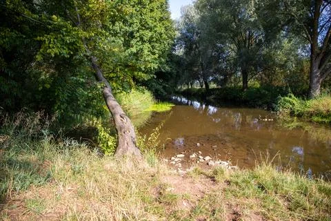 Shallow river flows through a green forest Stock Photos