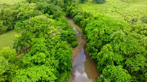A shallow river flows through a lush forest landscape, reflecting sunlight. Stock Footage 345832989