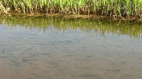 Shallow river Stock Footage 9026982