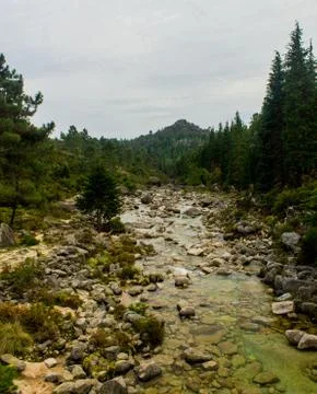 Shallow River in the Forest Stock Photos