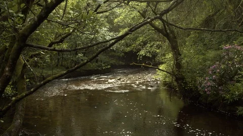 Shallow river in the lush forest Stock Footage 130104618