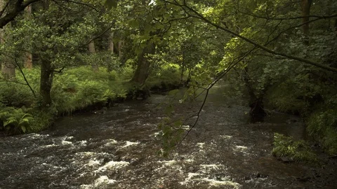 Shallow river in the lush forest Stock Footage 130104653