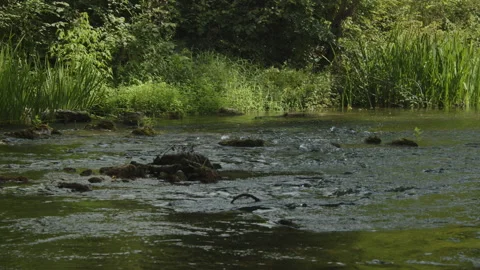 Shallow river rapids in the forest 4K slow motion video Stock Footage 205966404
