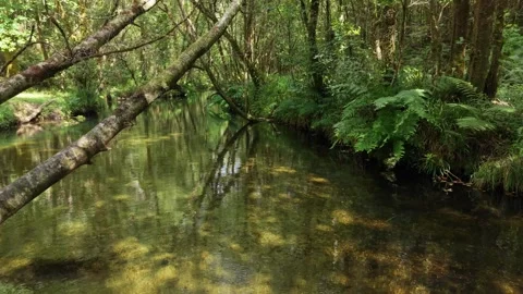 Shallow River Rio Castro Through Lush Green Forest With Hanging Branches Stock Footage 342402787