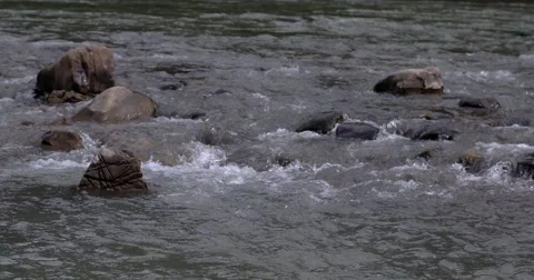 Shallow River With Rocks and Rapids in Autumn. Stock Footage 62015220