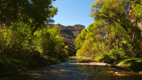 Shallow river running through the trees. Video stock 88368899