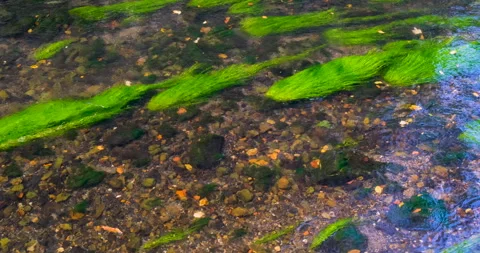 Shallow river with stones, clear transparent water revealing striped green algae Stock Footage 295886053