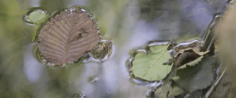 Shallow river stream and fallen leaves anamorphic 5.7K video Stock Footage 314148318