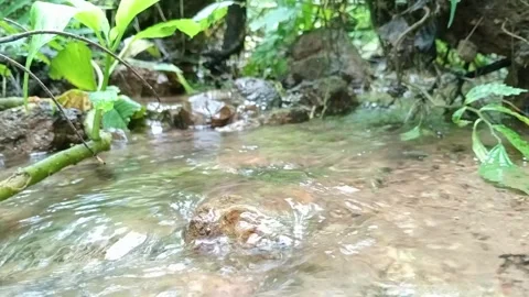 Shallow River Stream Flowing Over Rocks in Tropical Forest Stock Footage 331688516