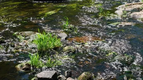 Shallow River Stream with Rocks and Aquatic Plants Stock Footage 337189117