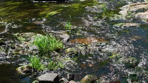 Shallow River Stream with Rocks and Aquatic Plants 動画素材 337189125