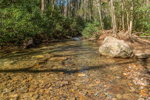 Shallow river through the forest Stock Photos