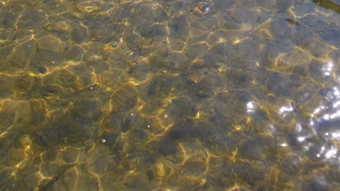 Shallow River Water, Algae, and Sunlight Stock Footage 293281185