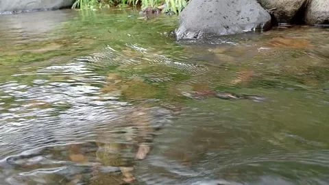 Shallow River Water Flowing Over Pebbles Close-Up Stock Footage 330516658