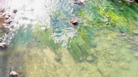 Shallow river with water plants Stock Footage 164651932