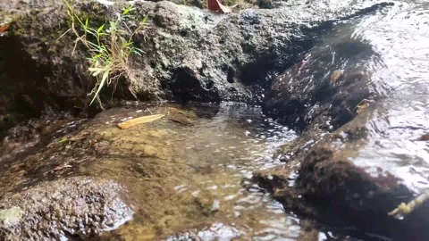 Shallow river water with rocks around it Stock Footage 260671809