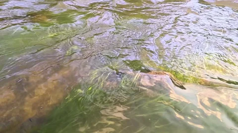 Shallow river water with visible rocks underwater Stock Footage 316364487
