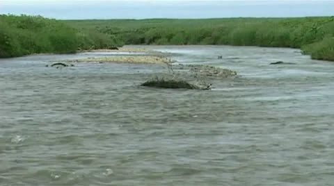 Shallow river1 Stock Footage 9118568