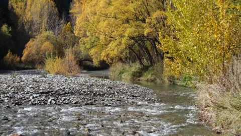 A shallow riverbed along Arrow River in autumn, with golden yellow trees Stock Footage 273563496
