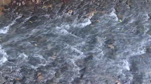 Shallow rivers Stock Footage 253873293