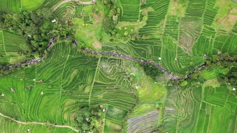 Shallow rocky river surround with small rice fields, top-down panning aerial Stock Footage 239003793