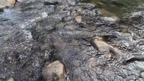Shallow Rocky Stream with Clear Water Flowing Through Stones 4K Stock Footage 337060632