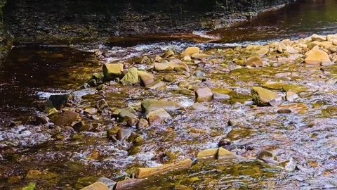 Shallow rocky stream flowing over scattered stones Stock Footage 323604413