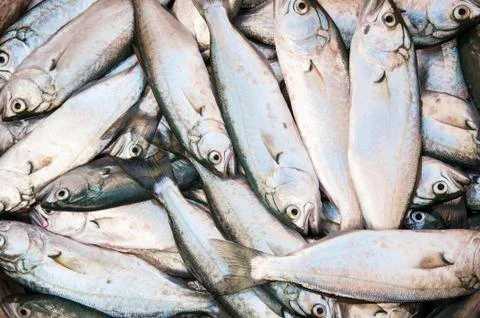 Shallow sea fish Stock Photos