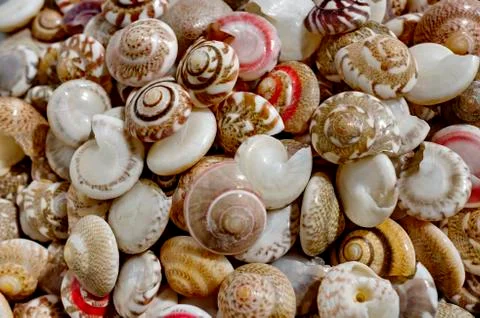 The shallow sea shells found on the beach in Thailand. Background. Macro. Stock Photos