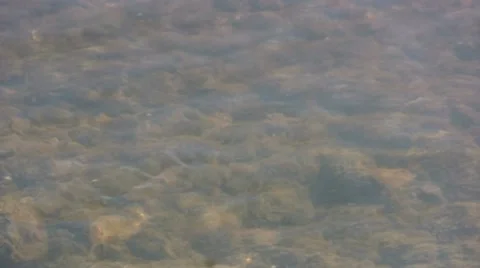 Shallow section of fast flowing river Vidéo 20495532