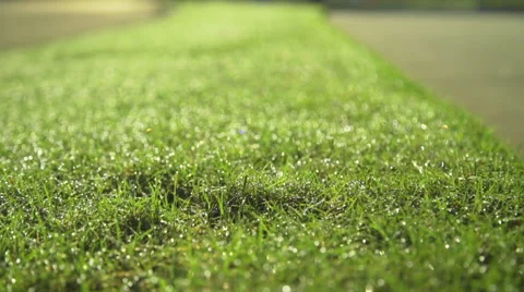 Shallow shot of dew on grass Stock Footage 68503086