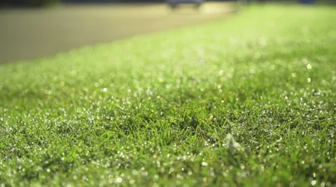 Shallow shot of dew on grass Stock Footage 68503088
