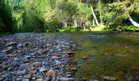 A shallow stony river winds through a beautiful morning forest. Stock Photos