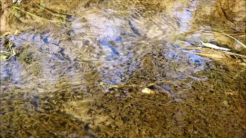 A shallow stream with algae and insects gliding on the water Stock Footage 77862382