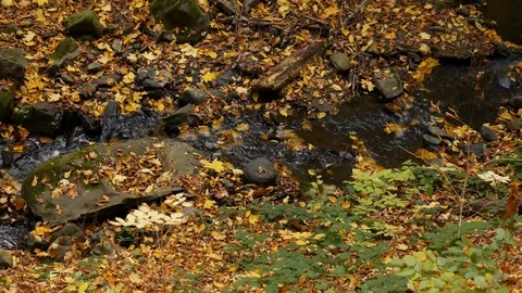 Shallow stream in the autumn forest. Top view Stock Footage 118401163