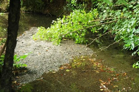 A shallow stream with a bed of pebbles. Stock Photos