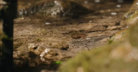 Shallow stream cascades over moss-covered boulders amid shamanic rite Vídeo Stock 325955468