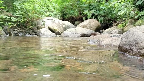 Shallow Stream with Clear Water Over Stones in Tropical Forest Stock Footage 330582288