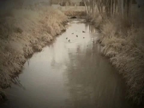 A shallow Stream with Ducks and Reeds Stock Footage 10627266