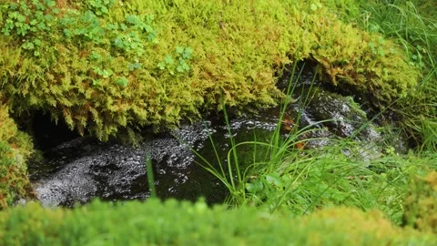 A shallow stream flows between moss covered banks. Parallax video. Stock Footage 260367263